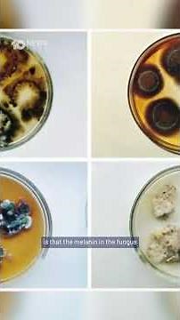 How A Radioactive Fungus Growing At Chernobyl Could Help Take Us To Mars | 10 News