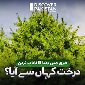 مری میں دنیا کا نایاب ترین درخت کہاں سے آیا؟ , پاکستان میں یہ پودا صرف ایک ہی ہے۔ The world's rarest tree in Murree. This plant is the only one in Pakistan. | Discover Pakistan TV #raretree #Murree #murreevibes #beautyofmuree #uniquetree #DiscoverPakistan #Pakistan #rarestDiscover #raretree #discoverpakistantv | Discover Pakistan