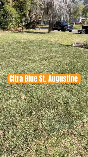 Citra Blue St. Augustine Sod by Advanced Lawn and Garden (Jacksonville Florida)