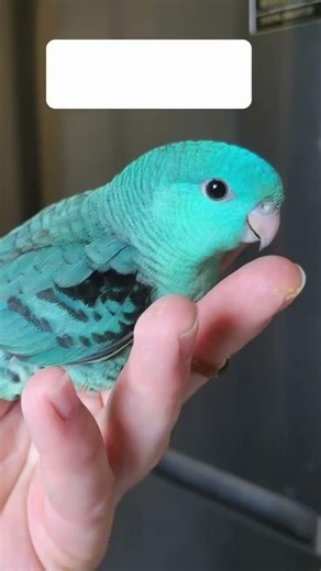 Raised to be gentle #CalmLinnies #shorts