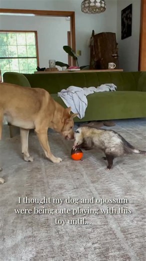 I’ve never seen an opossum open its mouth that wide before 😳 I really thought his jaw was locked. - - - #opossum #dog #animalfriendship #interspeciesfriendship #wildlife #animal #enrichment | Juniper Fox