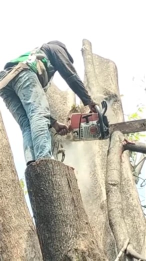 the world's largest tree felling #shortvideo #treecutting #chainsaw