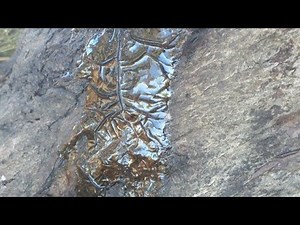 شجرة الصمغ العربي علاج طبيعي لـ 100 مرض