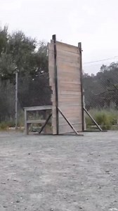 Bull Terrier's Planet on Reels