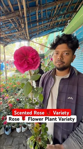 World’s #1 Favorite Rose! 😱 Stunning Gertrude Jekyll at ₹120 #shorts