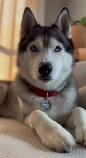 Just a husky sitting like royalty 🐺👑3 #dog #husky #huskylife