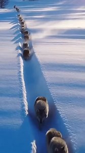 1.5K views · 5.1K reactions |  The wolf pack you dont want tracking you . . . . . #wolves #animals #wildanimals #wildlife #winter #good #goodmorning #riseandshine #kingdom #protector #packopening #earlylearning #wakeup #love #reaction #reels #memes #funny #wolfpack #wolf | Kijuan Peace Huff | Facebook