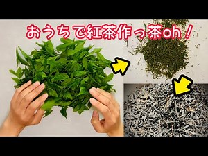 【和紅茶】おうちで紅茶の作り方【日本茶】