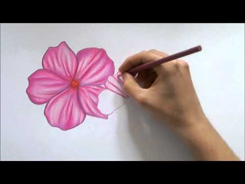 How To Draw A Flower-Color Pencil Drawing