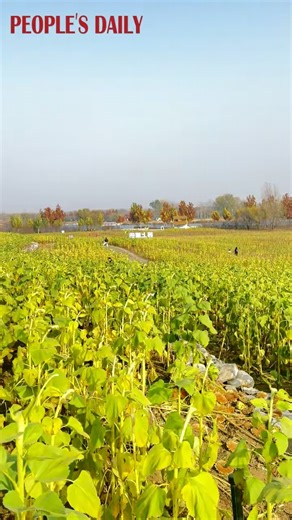 20K views · 1.2K reactions | A terraced field at Beijing Wenyuhe Park holds onto its refreshing green, even as winter draws near. | People's Daily, China | Facebook