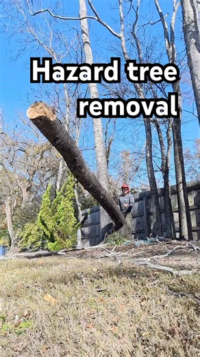 Falling a very spongy dead tree