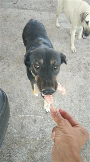 "Helping Stray Dogs Survive 🐾 | Feeding & Giving Water to Homeless Dogs"😻