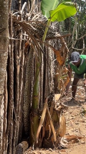 ooh my god he don't see that python 😳🐍🐍#Amazon #snake #fyp #trendingreelsvideo #short #america | SnakeWorld TV