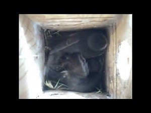 Watch from an in-box camera as six Tree Swallow nestlings fledge.