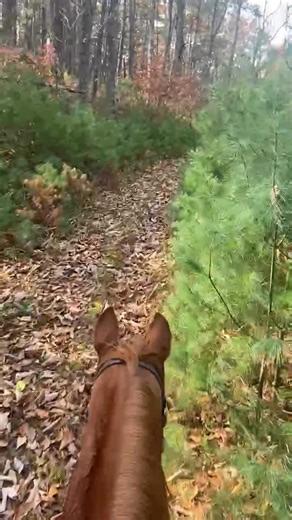 Fall Rides at Iron Mountain Horse Camp. Video courtesy of Harold N Penni Sheets Iron Mountain Horse Camp 4449 Arrowhead Drive Ivanhoe, Va 24350 Call or Text 276-237-2600 Ironmountainhorsecamp.com | Iron Mountain Horse Camp