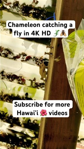 🦎 4K Slow-Mo: Chameleon Catches a Fly Like a Sniper 😳 | Nature’s Perfect Aim