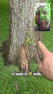 How Trees Respond to Injury and Tissue Loss - DON'T CUT Those Sprouts! Certified #arborist Explains