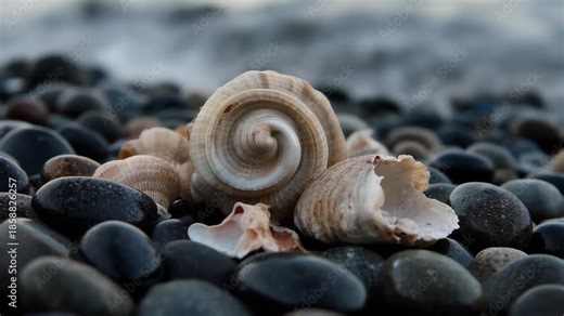 Shells sit on dark pebbles by the shore with gentle waves in the background during a bright day