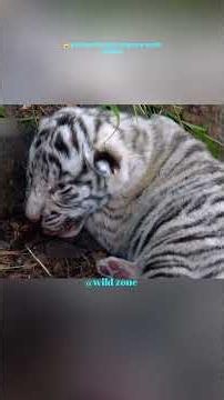 🐅 माँ बाघिन और उसके 5 शावकों की संघर्ष भरी कहानी | White Tiger Cub Fight for Life 😱#shorts