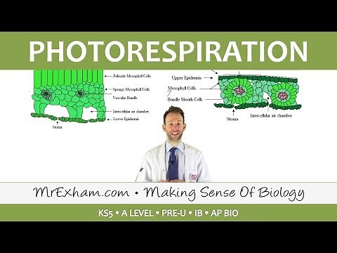 C3 and C4 Plants - Photorespiration - Post 16 Biology (A Level, Pre-U, IB, K-12)