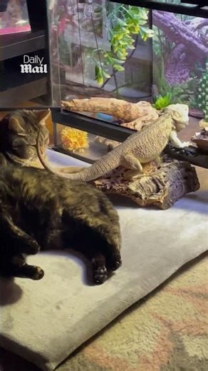 Bearded dragon is best friends with cats