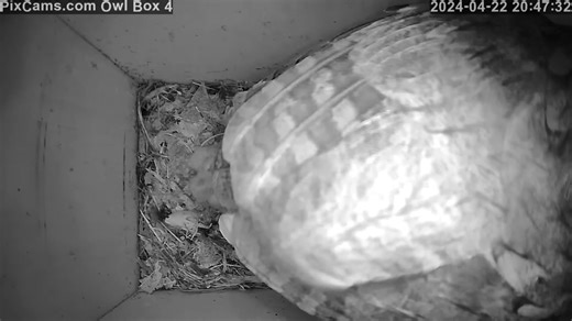 Come watch the newly hatched eastern screech owlets on PixCams on Owl Box 4! #owls #owl #nestbox #nest #livestream | PixCams
