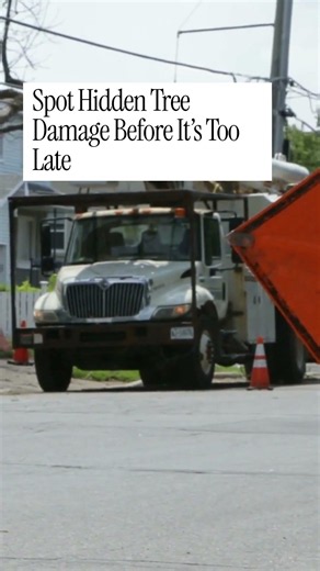 What Arborists Check Beyond First Glance