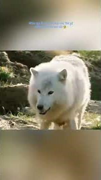 Such betrayal occurred within the wolf pack, what happened next will send shivers down your spine...