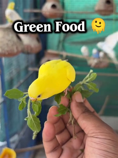 Essential Green Food for Parakeets: Tips for Optimal Health