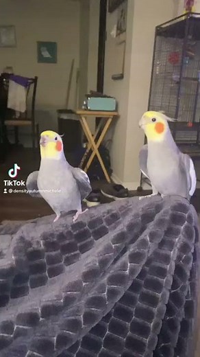 Cockatiel Birds singing and dancing together!