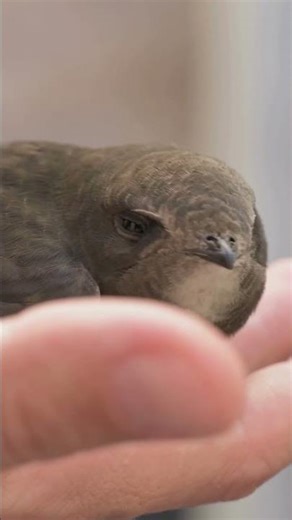 This Bird Spends Its Entire Life Flying #unbelievable #animals