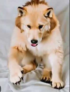 “Evil Dog Transformation – The Scariest Cute Pet Ever! 🐶💀 #Trending” #Trending”#Shorts, #ytshorts