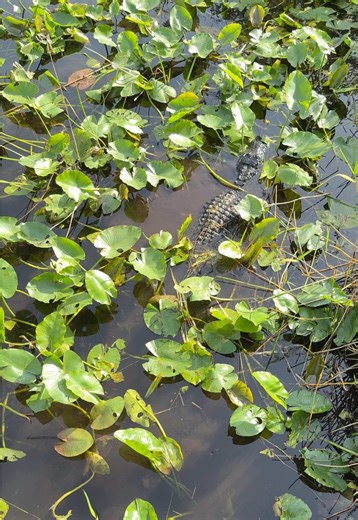 Exploring Everglades National Park: Florida's Natural Wonder