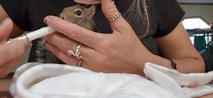 27K views · 4K reactions | Baby squirrel Rosalia | Little Bit Wildlife Rescue | Facebook