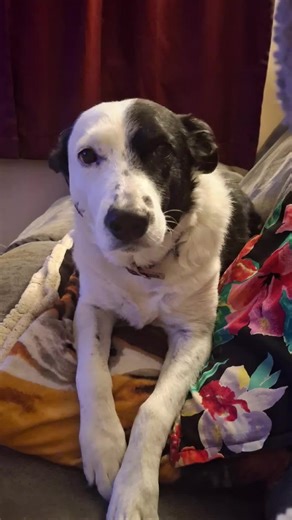 Had to try this cute and fun dancing dog effect.