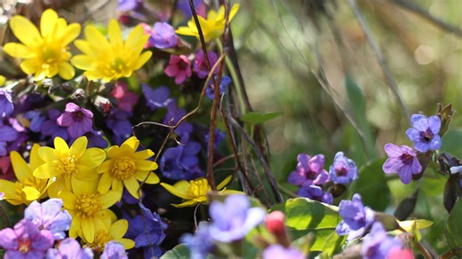 10 stunning wildflowers that bloom in March