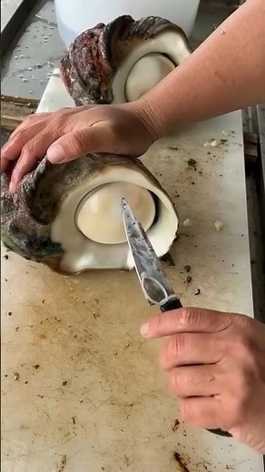 The process of harvesting delicious meat from sea snails