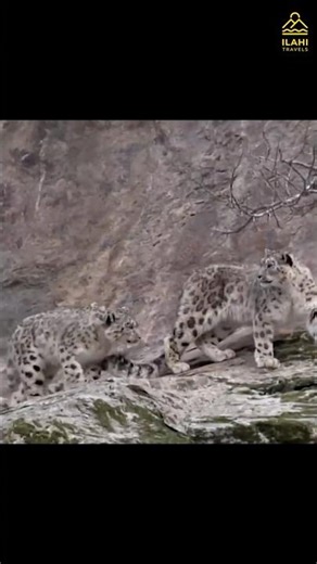 How we spotted Snow Leopards for FREE! 🐆 (No Expensive Hotels)