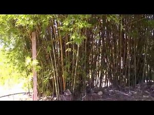 Creating A Seabreeze Bamboo Oasis