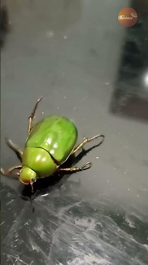 The Flying Emerald: Close-up of the Green June Beetle with Brilliant Metallic Sheen!