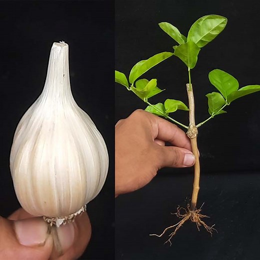 How to grow Arabian jasmine from cutting in sand | Rana Craft