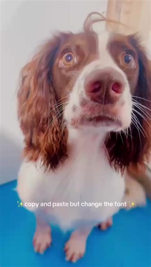 Springer spaniels🥰