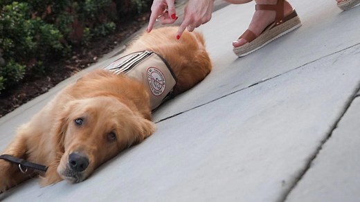 The do's and don'ts of interacting with a guide dog, service dog or other working dogs