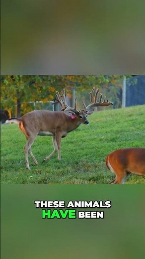 Unlocking Deer Growth: Age, Nutrition, and Genetics Explained #shorts
