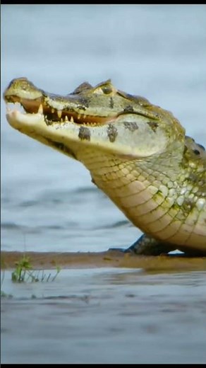 Predators of the Wild: Survival Instincts in Action #animals #wildlife #facts #8kwildlife #8k