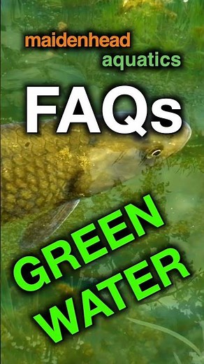 Out Now - Why Does My Pond Keep Going Green? #faq #ponds #greenwater