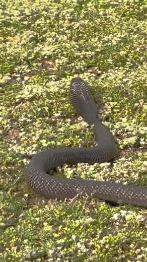 Venomous Cobra Spotted in Village Field! | Venomous Cobra Spotted in Village Field
