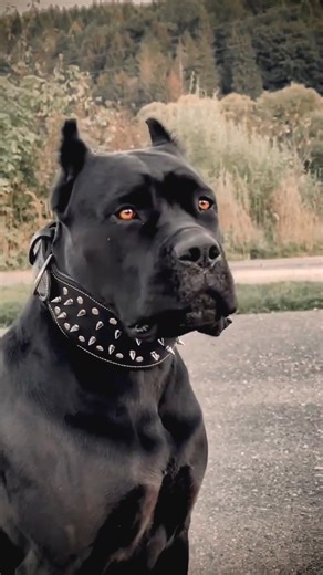 big dogs power full 🐕💯 #viralvideo #dogshorts #attitude #viralshorts #trending #dog #shortsfeed