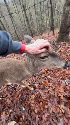 5.2K views · 851 reactions | Buttons on the trails this morning歷樂 she then followed us home #trails #hiking #Cats #Dogs #HikingWithCats #ASMR #Animals #GoldenRetriever #HikingWithDogs #deer #Nature #thedodo #funny #asmrsounds #asmrfood | Brown Hiking Trails | Facebook