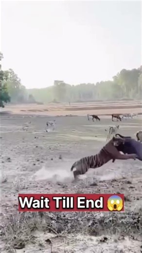today's most viral wildlife moments!"😰🐅